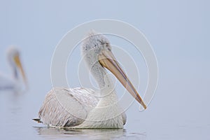 Dalmatian Pelican /Pelecanus crispus/.