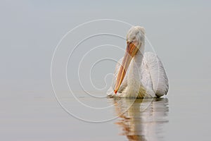 Dalmatian pelican (Pelecanus crispus)