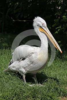 Dalmatian pelican (Pelecanus crispus)