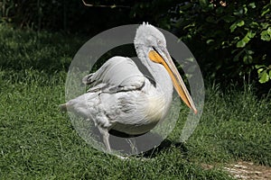 Dalmatian pelican (Pelecanus crispus).