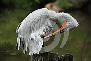 Dalmatian pelican (Pelecanus crispus)