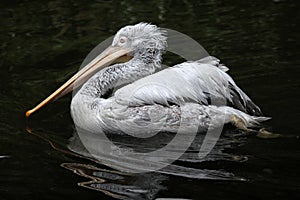 Dalmatian pelican (Pelecanus crispus).