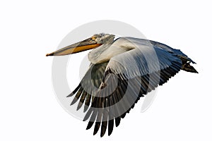 Dalmatian Pelican /Pelecanus crispus/.