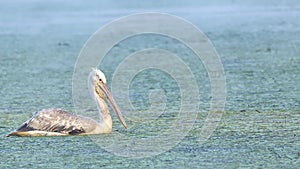 Dalmatian pelican (Pelecanus crispus)