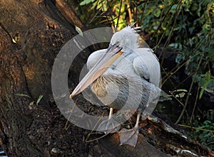 Dalmatian pelican Pelecanus crispus