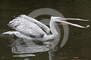 Dalmatian pelican (Pelecanus crispus).