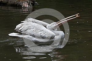 Dalmatian pelican (Pelecanus crispus).