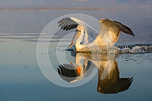 Dalmatian pelican Pelecanus crispus