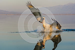 Dalmatian pelican Pelecanus crispus