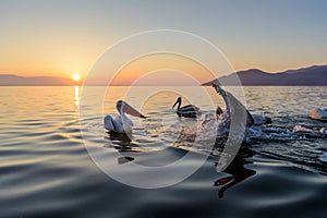 Dalmatian pelican Pelecanus crispus