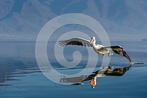 Dalmatian pelican Pelecanus crispus