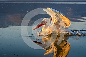 Dalmatian pelican Pelecanus crispus