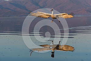 Dalmatian pelican Pelecanus crispus