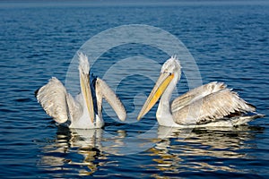 Dalmatian pelican Pelecanus crispus