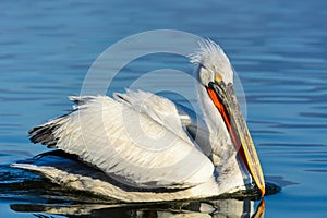 Dalmatian pelican Pelecanus crispus