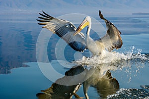 Dalmatian pelican Pelecanus crispus