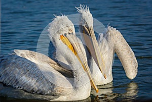 Dalmatian pelican Pelecanus crispus