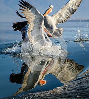 Dalmatian pelican Pelecanus crispus