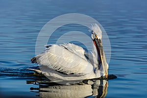 Dalmatian pelican Pelecanus crispus