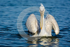 Dalmatian pelican Pelecanus crispus