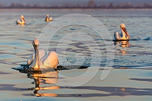 Dalmatian pelican Pelecanus crispus