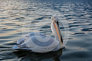 Dalmatian pelican Pelecanus crispus