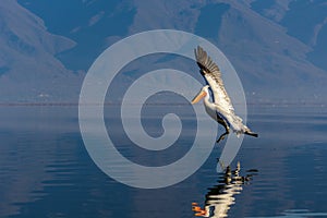 Dalmatian pelican Pelecanus crispus