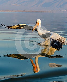 Dalmatian pelican Pelecanus crispus