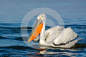 Dalmatian pelican Pelecanus crispus