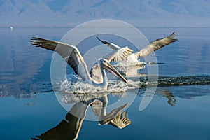 Dalmatian pelican Pelecanus crispus