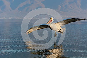 Dalmatian pelican Pelecanus crispus