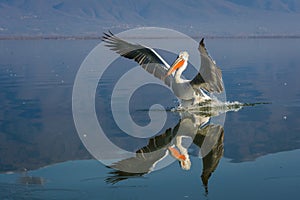 Dalmatian pelican Pelecanus crispus