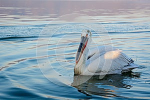 Dalmatian pelican Pelecanus crispus