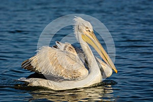 Dalmatian pelican Pelecanus crispus