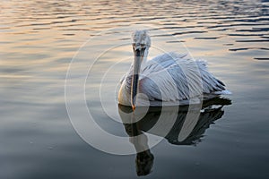 Dalmatian pelican Pelecanus crispus