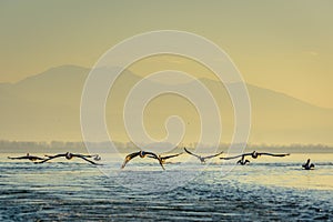 Dalmatian pelican Pelecanus crispus