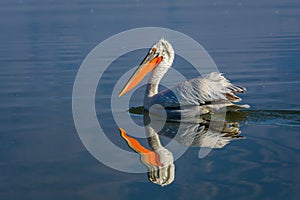 Dalmatian pelican Pelecanus crispus