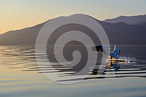 Dalmatian pelican Pelecanus crispus