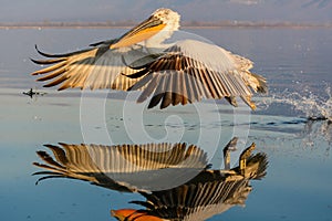 Dalmatian pelican Pelecanus crispus