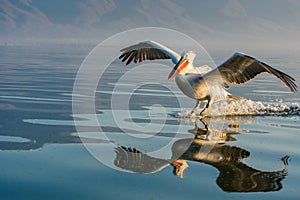 Dalmatian pelican Pelecanus crispus