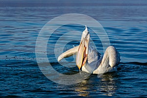 Dalmatian pelican Pelecanus crispus