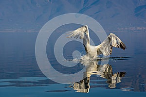 Dalmatian pelican Pelecanus crispus