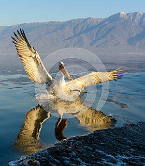 Dalmatian pelican Pelecanus crispus