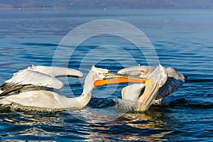 Dalmatian pelican Pelecanus crispus