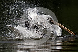 The Dalmatian pelican Pelecanus crispus bathing