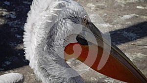 The Dalmatian pelican Pelecanus crispus, Close-up bird head in Odessa Zoo, Odessa, Ukraine