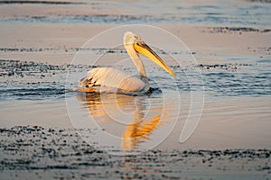 Dalmatian pelican Pelecanus crispus in Danube Delta at sunrise