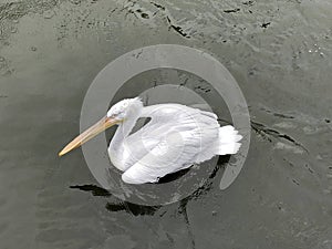 The Dalmatian pelican Pelecanus crispus, Der Krauskopfpelikan or Dalmatinski Pelikan