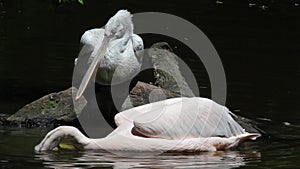 Dalmatian Pelican-Pelecanus crispus-fishing in the lake