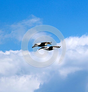 Dalmatian Pelican,Pelecanus crispus in flight.